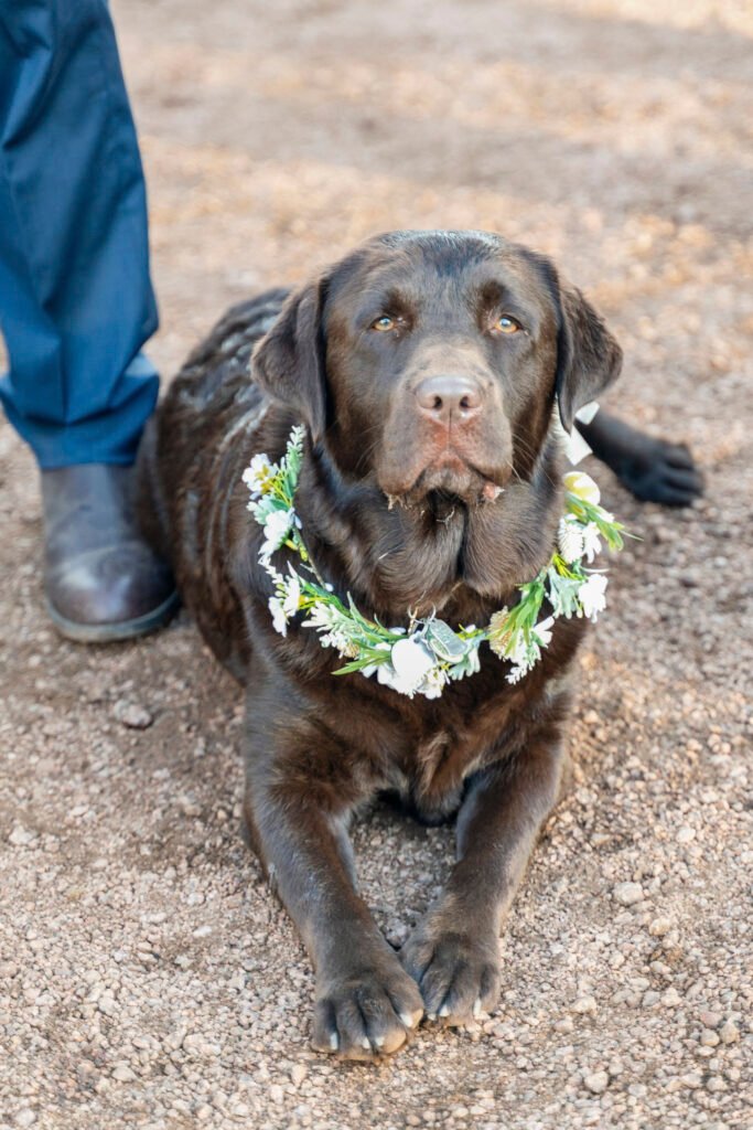 A chocolate Labrador wears a white floral collar at Vince and Ash’s outdoor wedding.